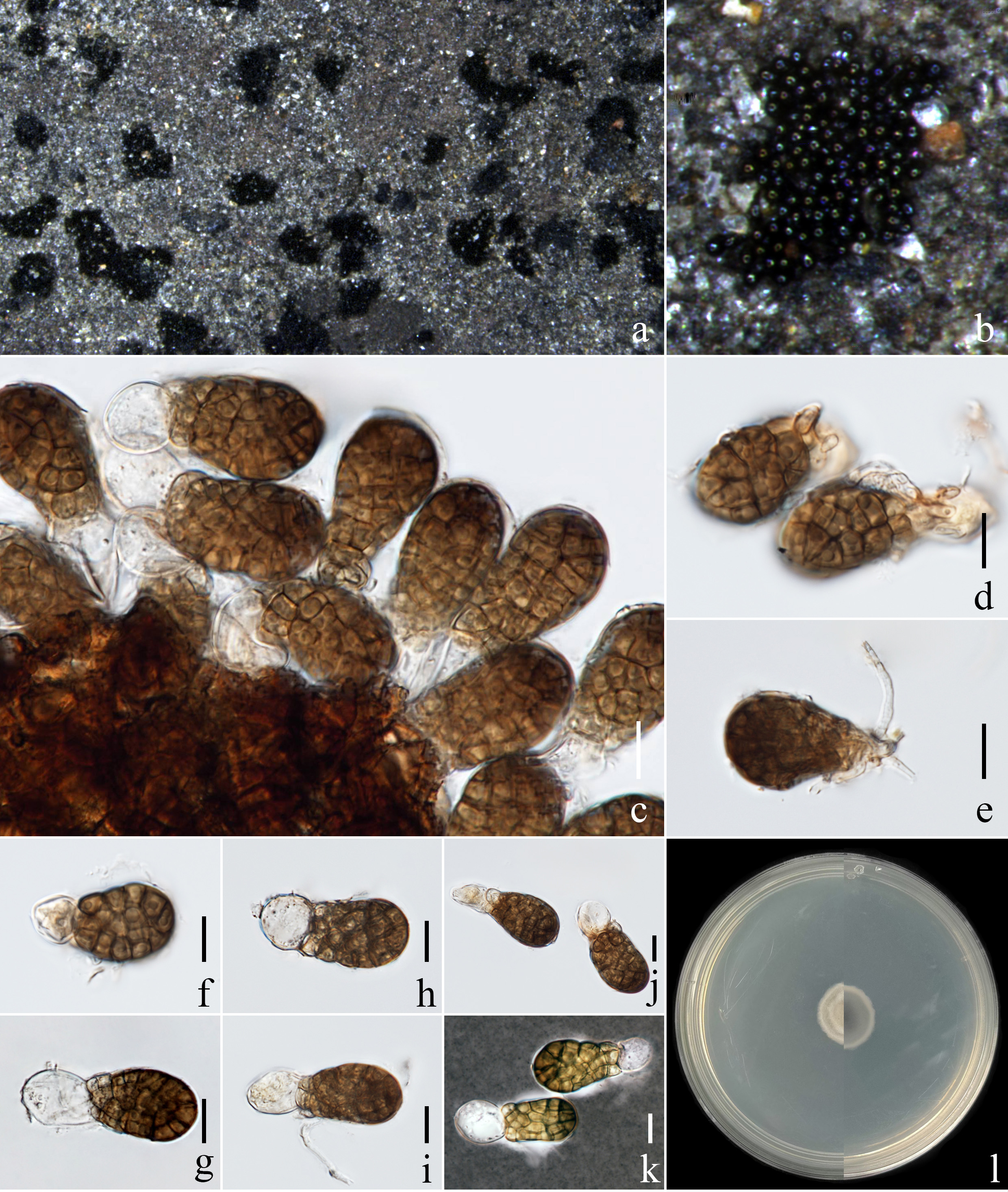 Figure 45